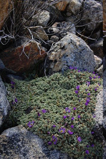 Zwischen den Felsen aber immer wieder farbenfrohe Blüten.