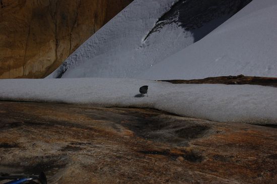 Ein Vögelchen half uns dann auf knapp 5.000 Meter Höhe mit unserer Jause 