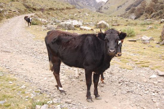 Zügig traten wir den Abstieg an bis zum Basislager, das Zelt war schnell abgebaut. Noch weiter unten dann wieder die ersten größeren Lebewesen...
