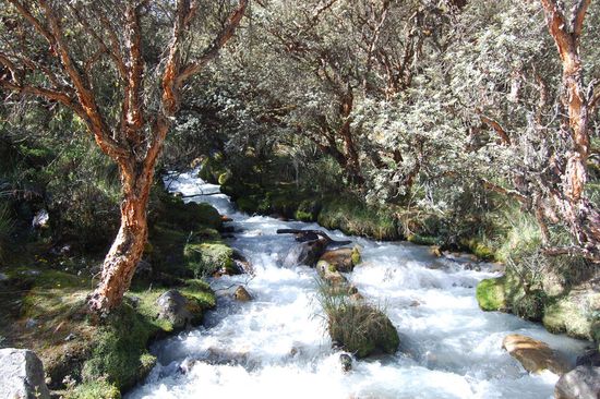 Es ging los durch einen kleinen Wald, über wilde Bäche...
