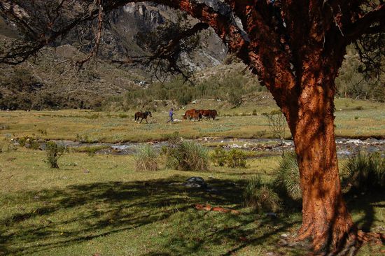 Ein Bauer treibt seine Pferde zusammen.