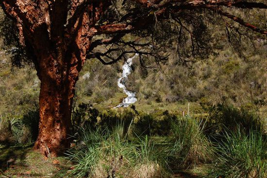 Baum mit abblätternder Rinde (wie Touristenhaut )