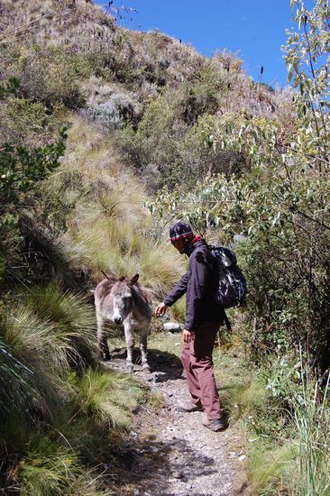 Ein Eselchen stellte sich uns in den Weg.