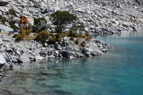 Eine Kuh ist uns gefolgt und beobachtet uns nun ein wenig misstrauisch.