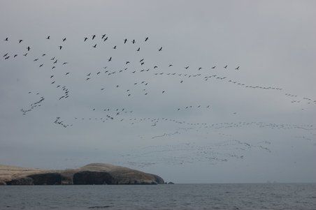 Wir nähern uns den Islas Ballestas und damit den Vögeln.
