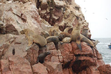 Das glückliche Männchen inmitten seines Harems
