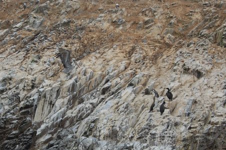 Pelikan, Pinguine und Vögel in friedlicher Gemeinschaft