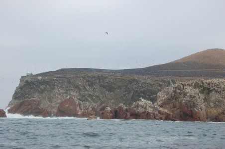 Die Insel ist richtig schwarz vor Vögel.