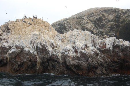 Tja, und die Felsen sind weiss vor lauter Guano (so werden die Vogelausscheidungen hier genannt) -- wird übrigens alle paar Jahre mal abgekratzt und als Dünger verkauft!