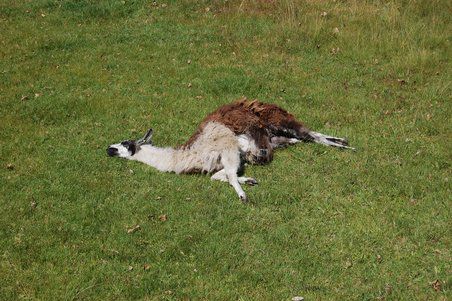 Wieder unten erneut ein Llama, tot oder schlafend...