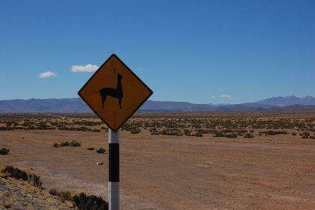 "Llamas crossing the street"
