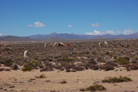 Auf den Hochebenen hier leben wilde Vicuñas.