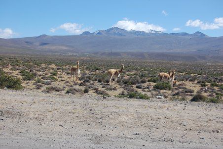Einmal im Jahr werden die Vicuñas zum Scheren zusammengetrieben. Da es mehrere hundert Leute braucht, die Viecher einzukreisen, ist diese extrem weiche Wolle die teuerste der Welt, noch vor Kaschmir!