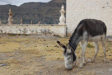 Burro beim almuerzo