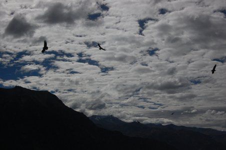 Und plötzlich warens ganz viele, die ihre Kreise über und im Cañon zogen.