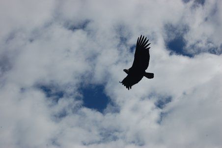 Sehr beeindruckende Flügelspannweite von bis zu drei Metern!