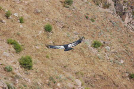 Die jungen Vögel sind relativ farblos. Vier Jahre gibts für sie Hotel Mama, zwei davon Essen ans Bett, die anderen beiden Flugtraining.