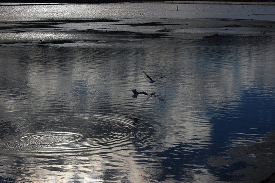 Mimis genialer Schnappschuss