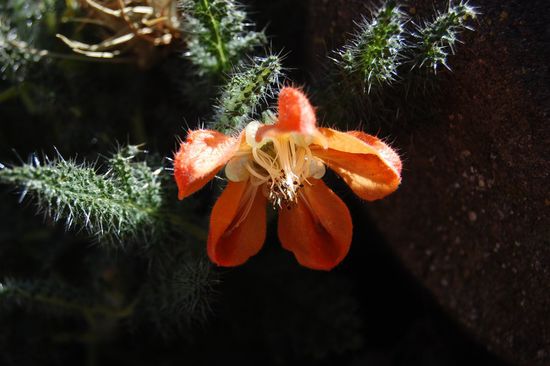 Die Insel ist voll von bunten, duftenden Blüten.