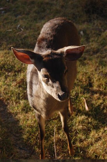 Dort sahen wir so exotische Tiere wie zum Beispiel Rehe.