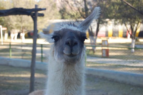 ...und auch ganz kecke Lamadamen.