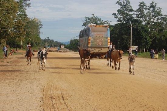 Da wir irgendwo mitten zwischen Rurre und Nuevas Horizontes waren, entschieden wir uns auszusteigen und per Anhalter die 20 Minuten bis zur "Familia Feliz" zurück zu fahren. Ein paar Rindviecher könnten uns mit unserem Gepäck sicher helfen. 