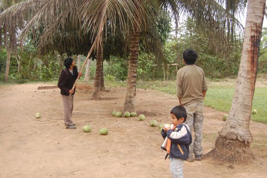 Kokosnüsse gabs frisch vom Baum.