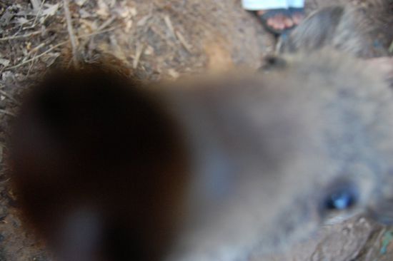 Pinky, das zahme Wildschwein (welch Wortkombination ) schnüffelt herum und hat auch die eine oder andere Tomate in der Küche zerdrückt, wenn wir nicht schnell genug waren sie wegzuräumen.