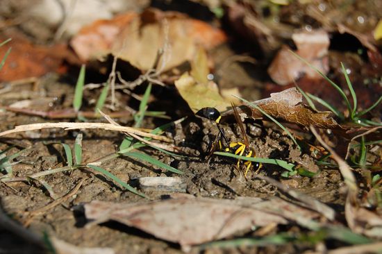 Was für ein Hinterteil! 