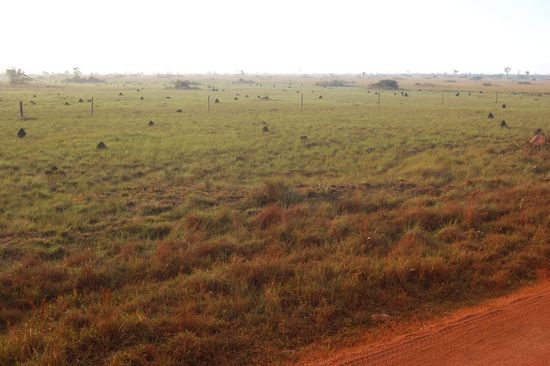 Endlose Graslandschaft