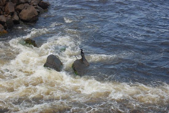Ein Vogel der Seelenruhig im Sprühnebel hockt