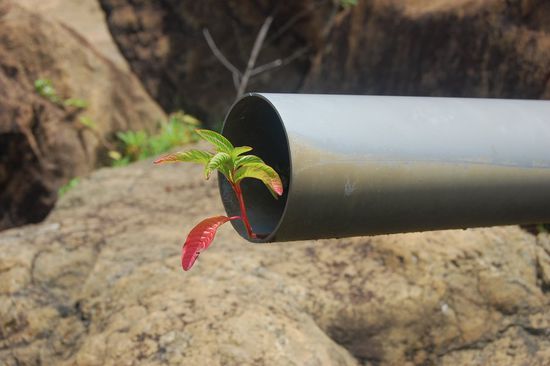 Die Natur erobert sich Gebiet zurück!