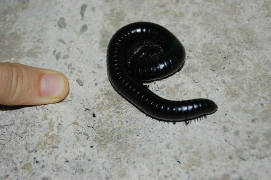 Das erste "große" Tier, dass wir hier gesehen haben: Ein Tausendfüßer, mit größerer Schuhnummer als bei uns...