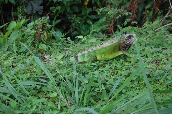 Ein Iguana, steht bei uns sonst nur auf Winterjacken drauf...