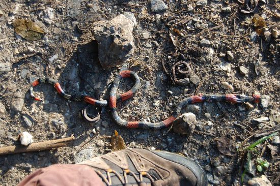 Über diese tote Korallenschlange (über echt oder nicht, also giftig oder nicht gibt es geteilte Meinungen) sind wir ohne es zu bemerken drübergestiegen. Laura hat uns dann darauf hingewiesen, seitdem sind wir viel aufmerksamer 