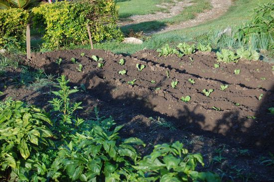 ...und flutsch, stehen kleine Salatpflänzchen da.
