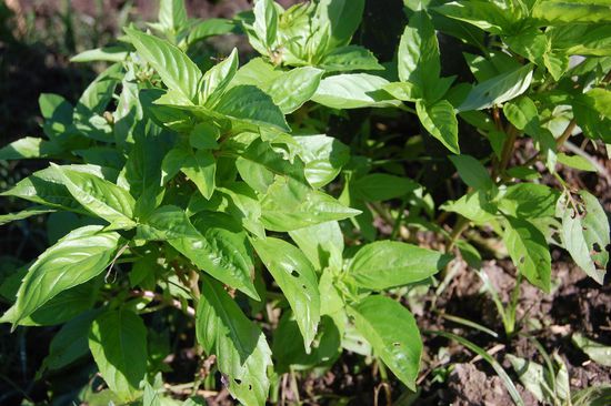 Alpaca oder zu deutsch auch Basilikum