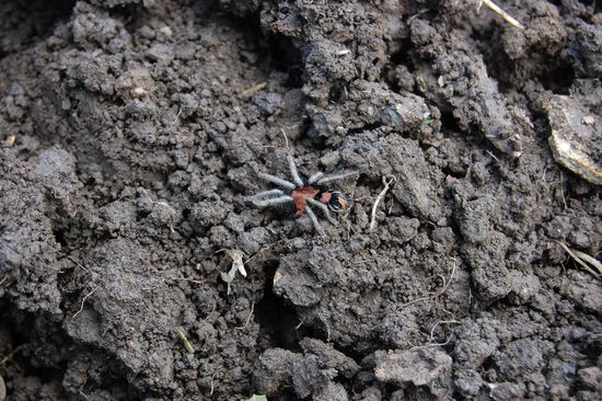 Das Ding hat ausgesehen wie eine Baby-Vogelspinne, auf jeden Fall hat sie sich nicht die Beine rasiert! 