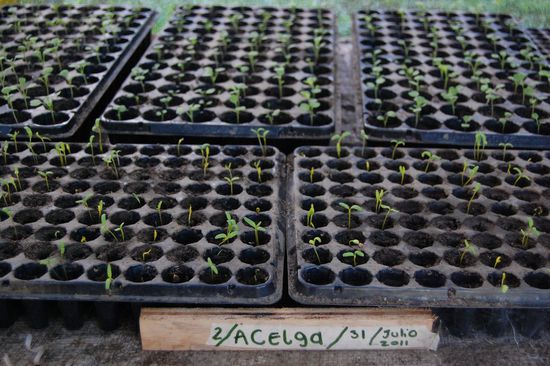 Im "Semillero", dem "Saathäuschen". Mit liebsten Grüßen an Familie Mangold in Wien! 