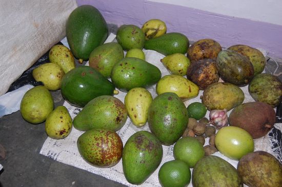 Wie man sieht ist gerade Avocadosaison. 