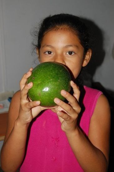 Avocados, so groß wie kleine Wassermelonen.