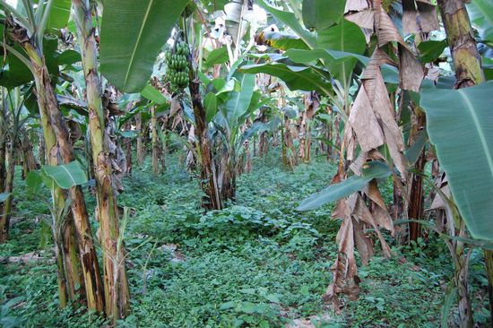 Am Heimweg gehts für uns durch den Bananenwald.