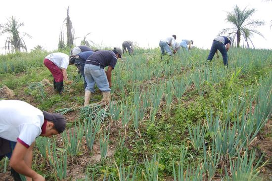 Viele fleißige Hände ziehen Frühlingszwiebeln aus der Erde.