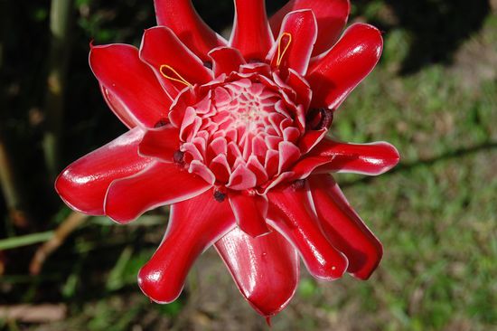 Blumenblüte, entdeckt von Mimi 