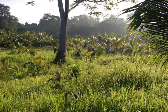 Um die Tage bis zum Eintreffen vom Traktor nicht ungenutzt verstreichen zu lassen, arbeiteten wir derweil im Reisfeld.