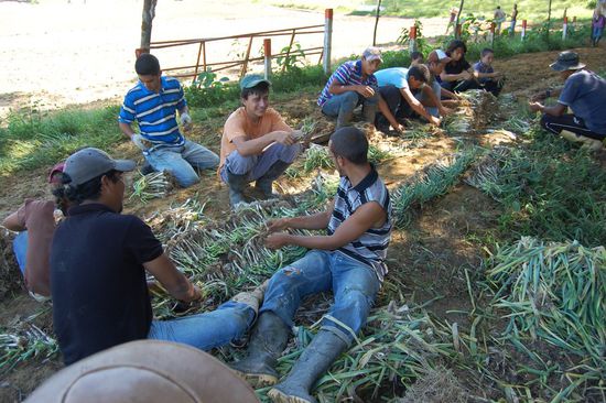 Viele fleißige Hände am Zwiebelknollen teilen.