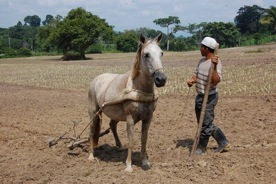 Falls in Zukunft wieder mal der Traktor nicht kommt, wird Nube-Gris fürs Pflügen eingeschult. 