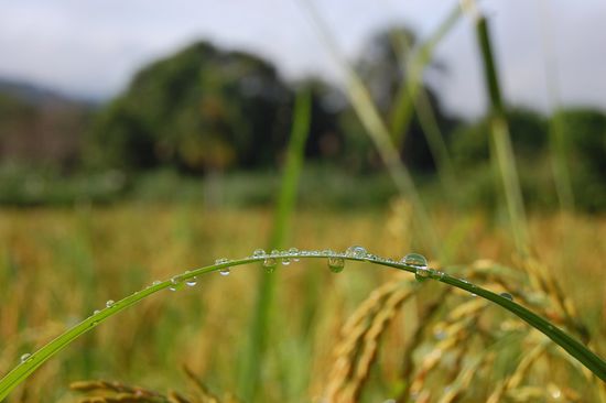 Tautropfen am Morgen im Reisfeld.