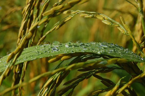 So wächst Reis, liebe Freunde. 