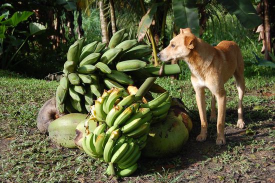 Und hier schnuppert unser Freund an frischen Platanos oder Kochbananen.